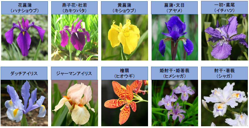 いずれ菖蒲 アヤメ か杜若 カキツバタ 青山花茂blog