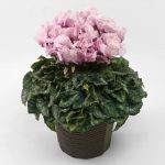 淡いピンクのシクラメンの鉢植え
