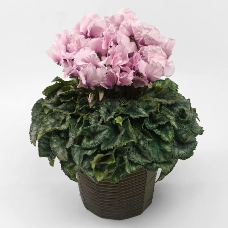 淡いピンクのシクラメンの鉢植え