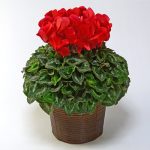 赤いシクラメンの鉢植え