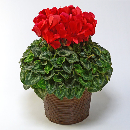 赤いシクラメンの鉢植え