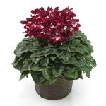 ワインレッドのシクラメンの鉢植え