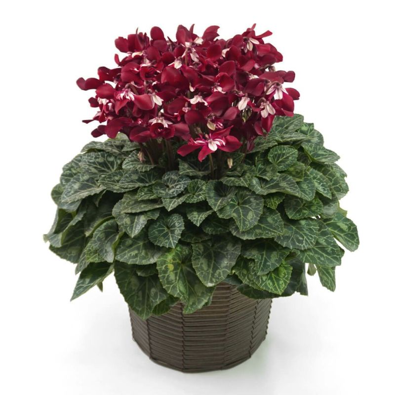 ワインレッドのシクラメンの鉢植え