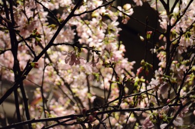 桜の活け込み 青山花茂blog