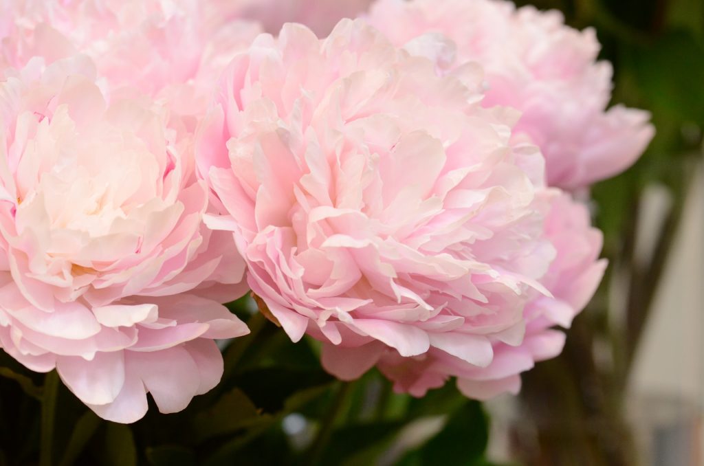 母の日のフラワーギフト 花に詳しいお母さまに喜ばれる花は 青山花茂blog