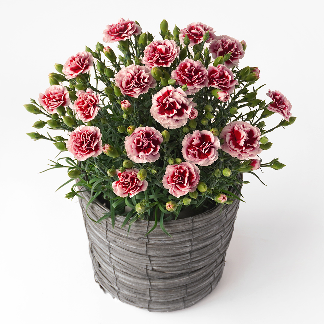 濃い赤に淡いピンクの縁取りのカーネーション鉢植え