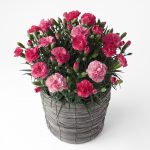 濃淡ピンクのカーネーション鉢植え