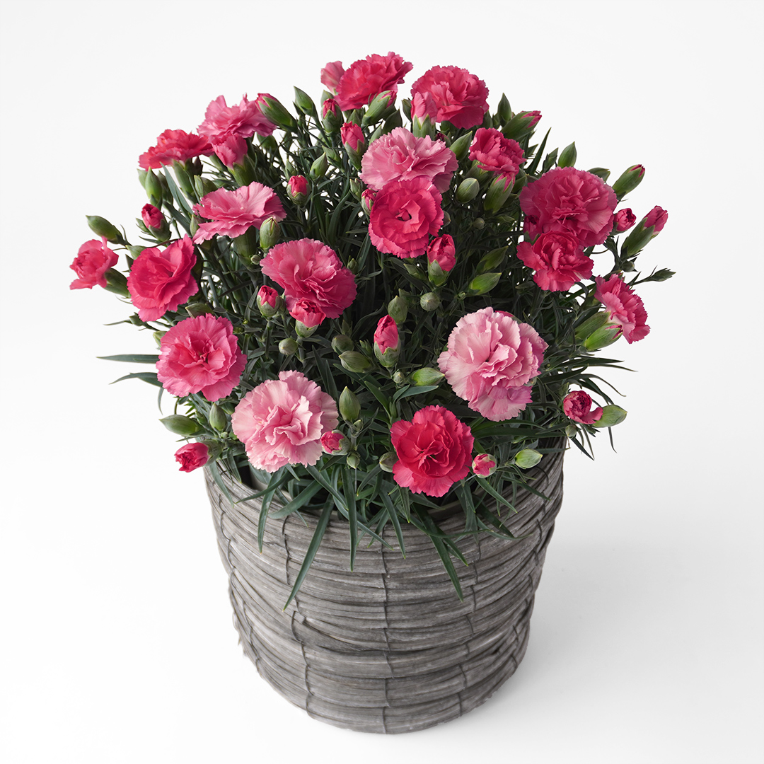 濃淡ピンクのカーネーション鉢植え