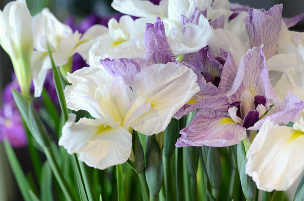 こどもの日 端午の節句 には 花菖蒲を 青山花茂blog