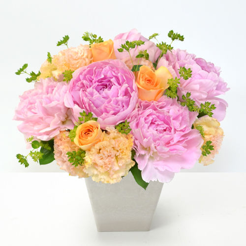 芍薬の今に至るまで 青山花茂blog 芍薬の今に至るまで 青山花茂blog