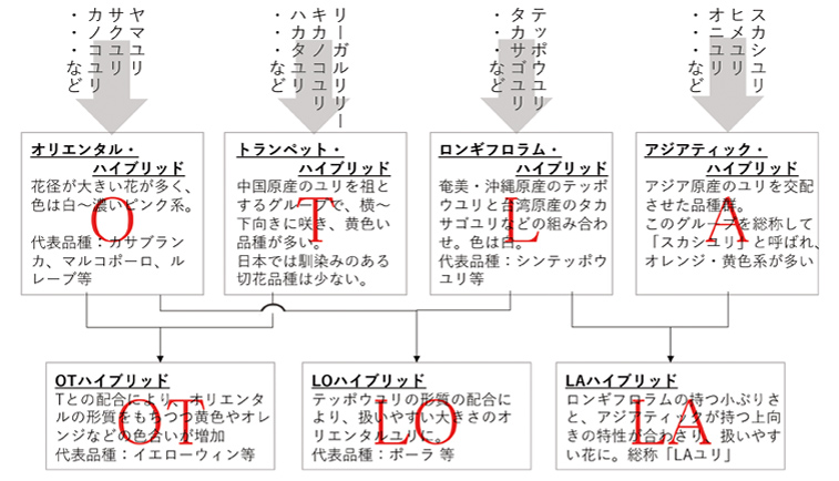 ユリの分類表