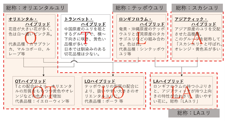 ユリの分類表