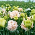淡いオレンジ色のトルコキキョウ
