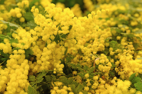 この時期よく見かける黄色い花は 青山花茂blog
