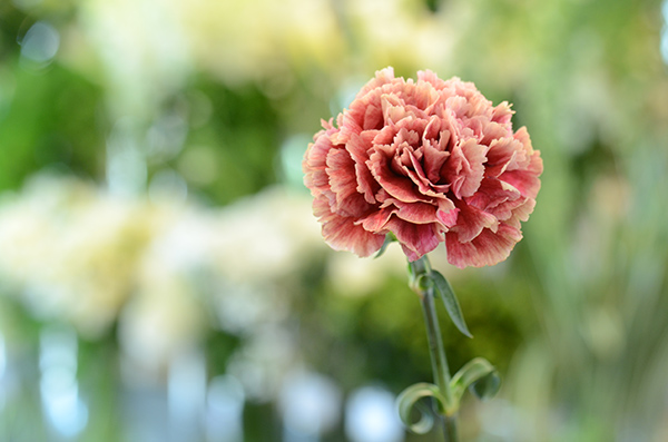 カーネーションを使った母の日ギフトをご紹介 青山花茂blog