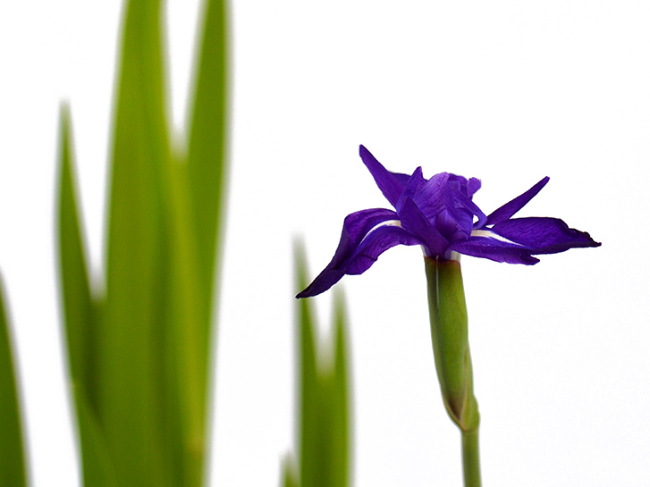 杜若（カキツバタ）の花