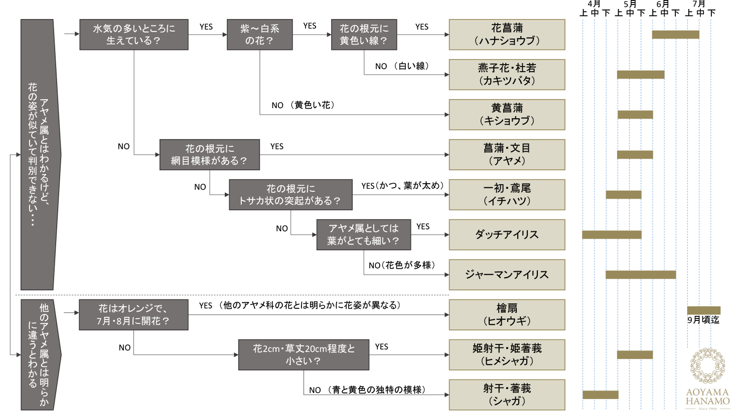 アヤメ属の見分け方