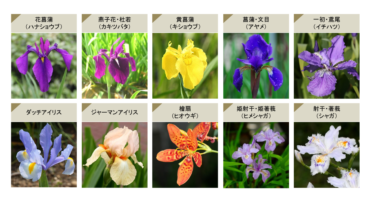 いずれ菖蒲 アヤメ か杜若 カキツバタ アヤメ属の違いと見分け方 青山花茂blog