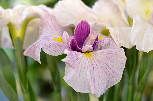 いずれ菖蒲 アヤメ か杜若 カキツバタ 青山花茂blog