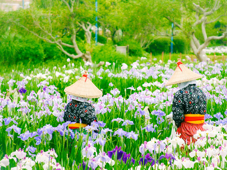 菖蒲園の花がら摘みのようす