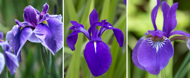 花菖蒲、杜若（カキツバタ）、菖蒲（アヤメ）の花びら