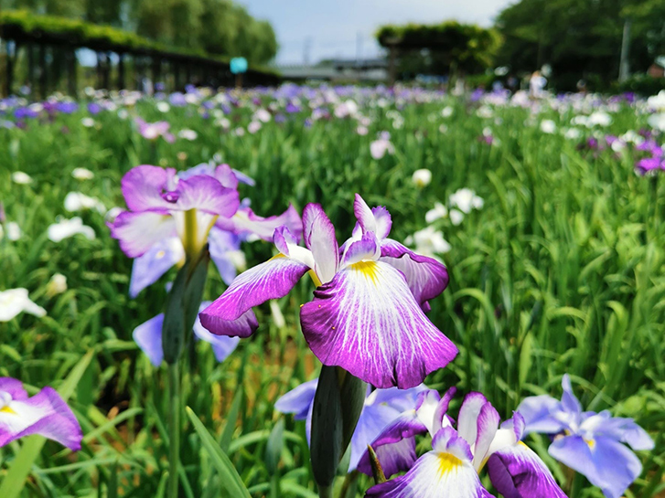 菖蒲園で咲く花菖蒲