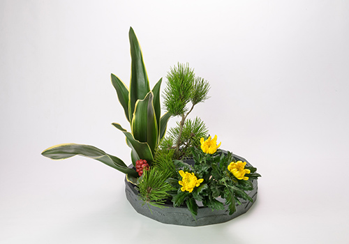 迎春いけばな花材(万年青・小松・中菊)