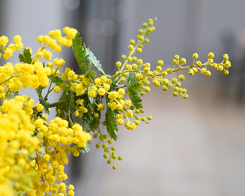 ミモザの特別な ふわふわ感 を楽しむ 青山花茂blog