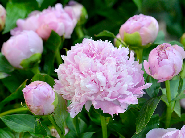 芍薬を咲かせるには フラワーデザイナーに聞いた選び方のコツとお手入れ方法 青山花茂blog