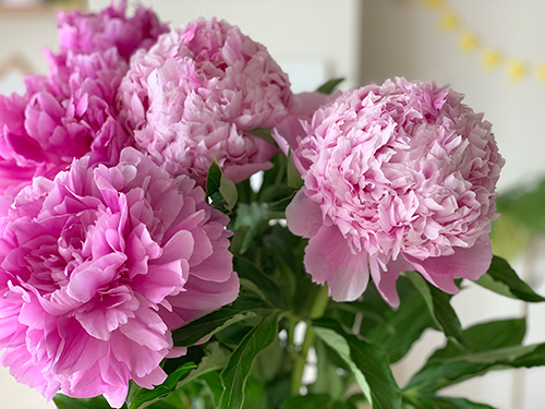芍薬を咲かせるには フラワーデザイナーに聞いた選び方のコツとお手入れ方法 青山花茂blog