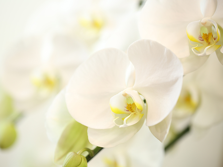 胡蝶蘭の白い花