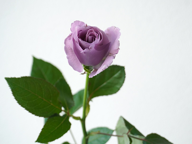 1本のブルーローズ