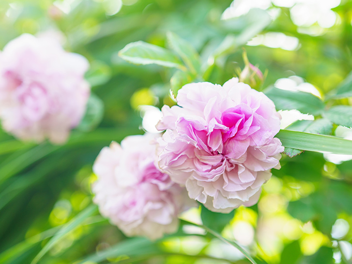 オールドローズの品種