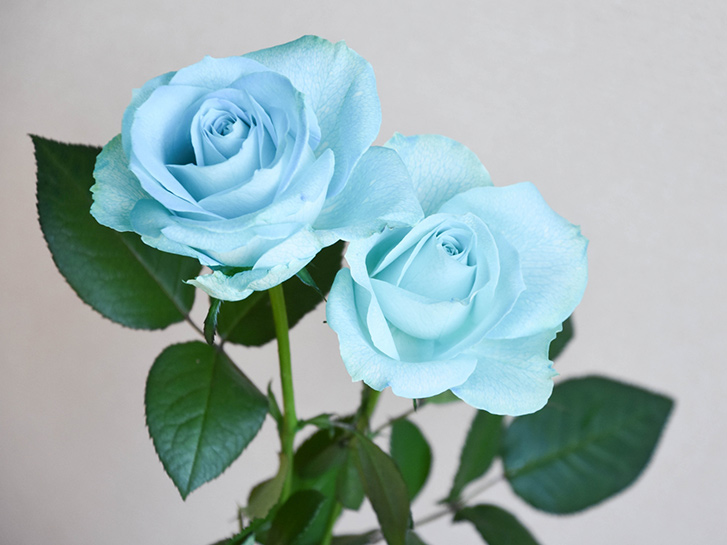 青い色素を吸わせたバラ