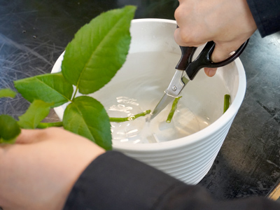 切り花を長持ちさせるには 老舗生花店がお答えします 青山花茂blog