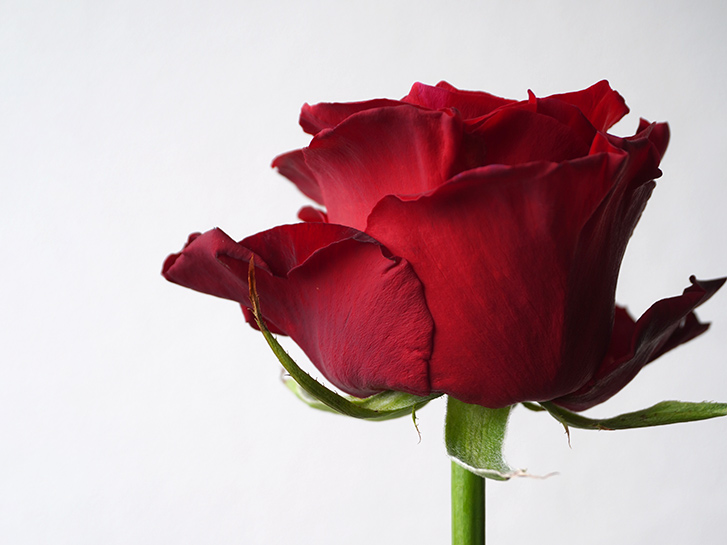 バラの外側の花弁