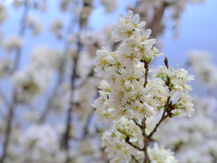 切り花を長持ちさせるには 老舗生花店がお答えします 青山花茂blog