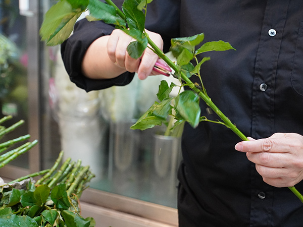 バラの棘取りのようす