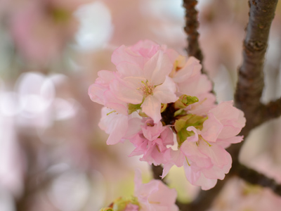 桜の花の画像