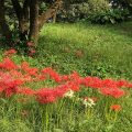 赤い彼岸花（ヒガンバナ）の画像