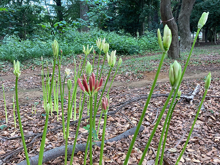 彼岸花 ヒガンバナ の魅力 美しい花には毒がある 青山花茂blog