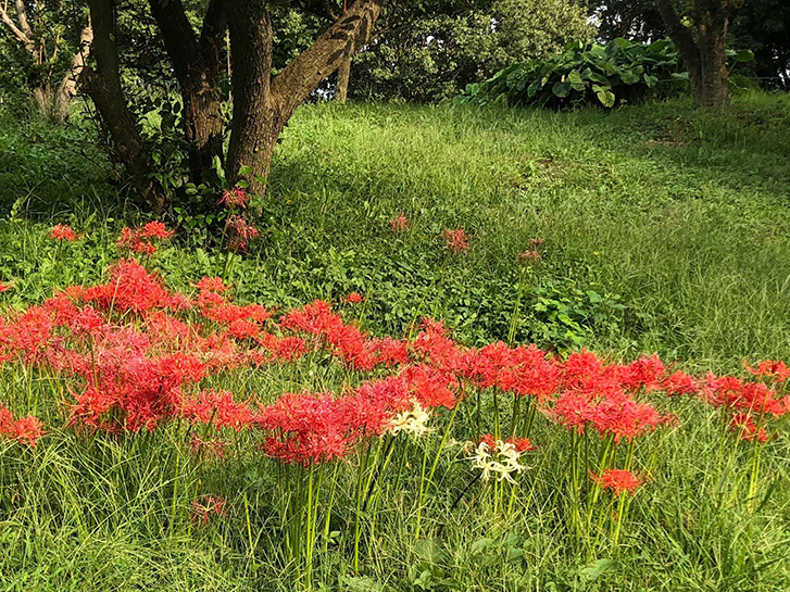 赤い彼岸花（ヒガンバナ）の画像