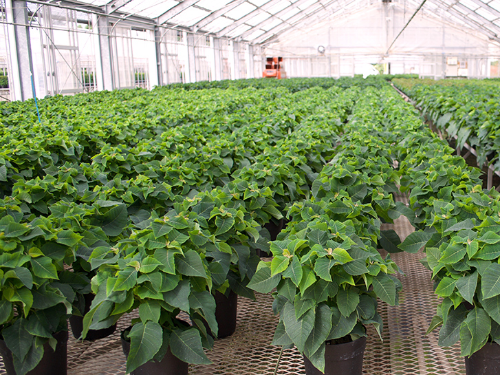 赤く色づく前のグリーンのポインセチア