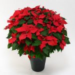 大きな赤いポインセチア