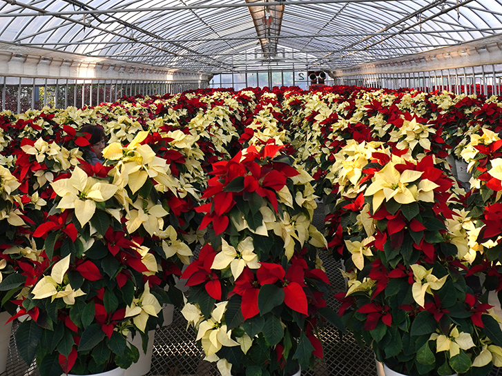 赤と白のツリー型ポインセチア