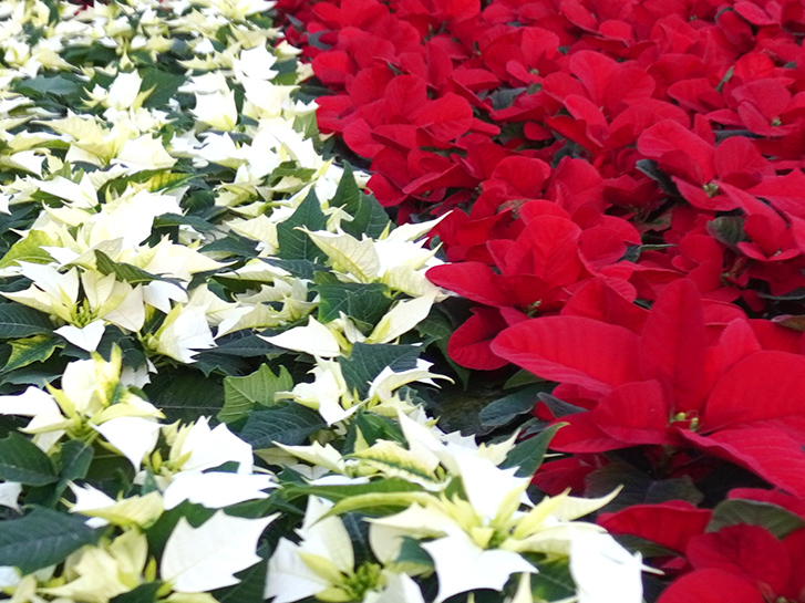 クリスマスギフトにおすすめ お手入れ簡単なポインセチア 青山花茂blog クリスマスギフトにおすすめ お手入れ簡単なポインセチア 青山花茂blog