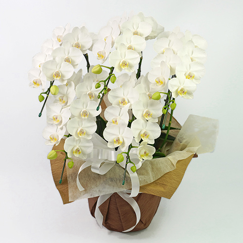 白いお供え用のミディ胡蝶蘭