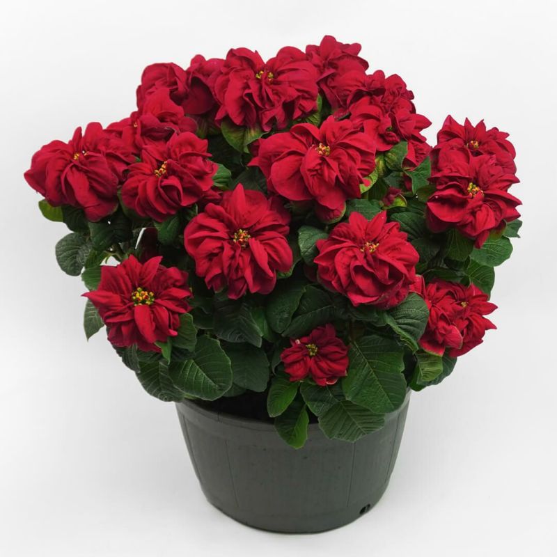 深みのある赤いポインセチア