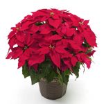 鮮やかな赤いプリンセチア