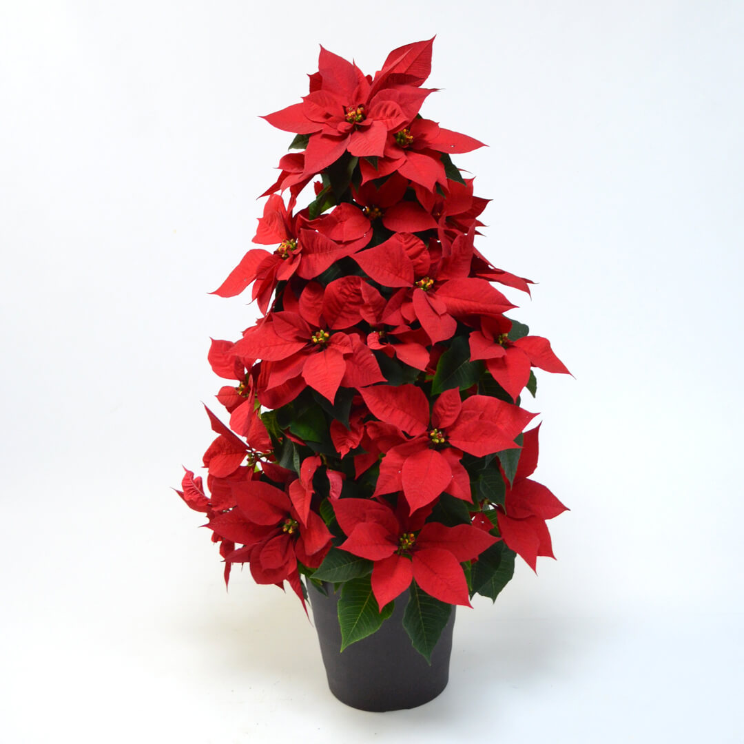 ツリー型の赤いポインセチア